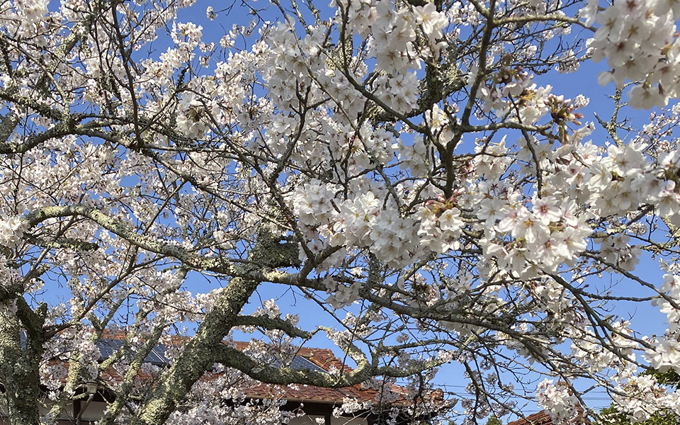 cherry_blossom_garden